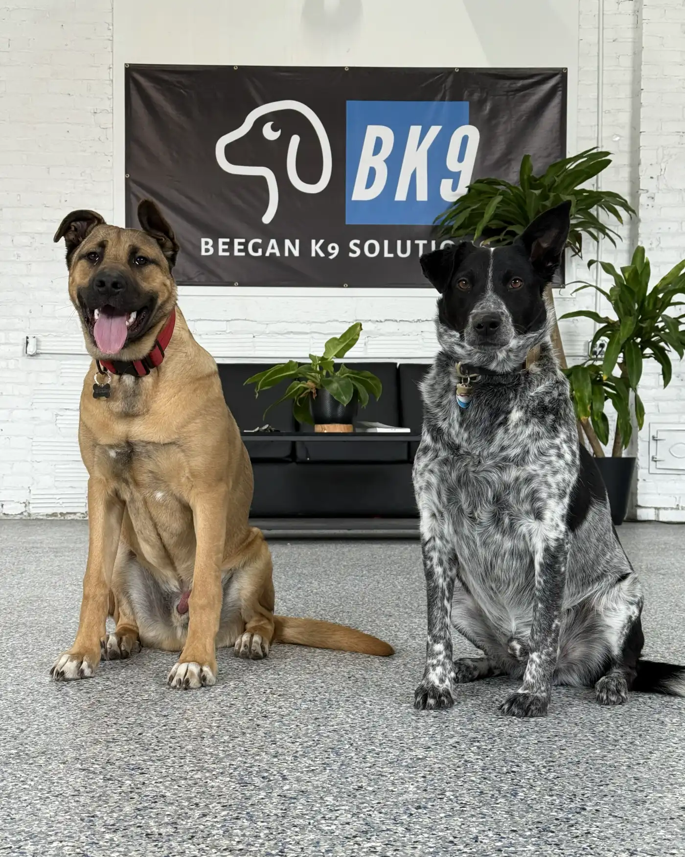 Indoor playspace at Beegan K9 dog daycare Cleveland