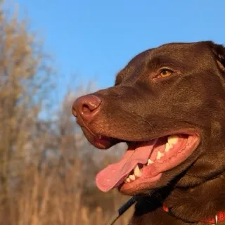 Zuko, Caden's Labrador