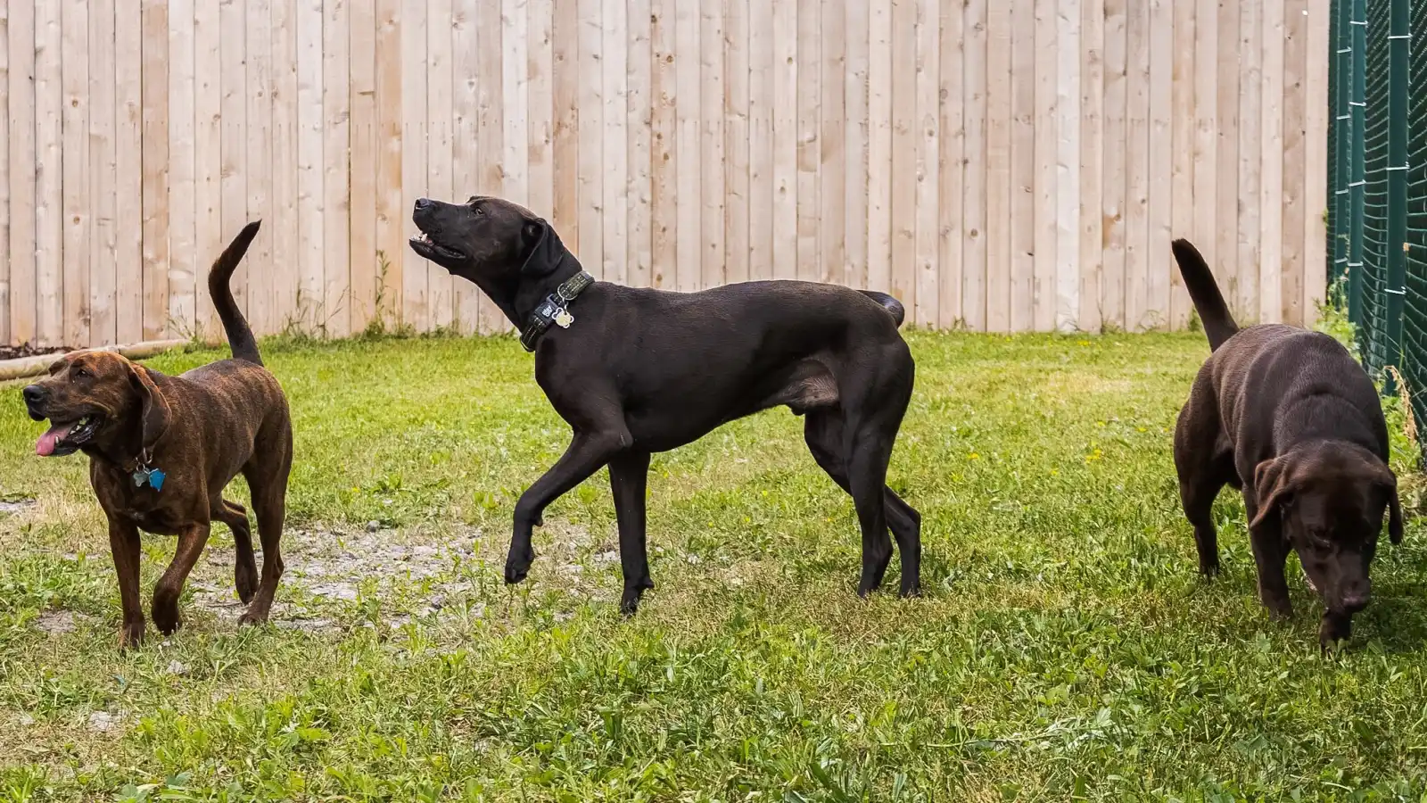 A small playgroup of two to three dogs matched by temperament at Beegan K9 Cleveland