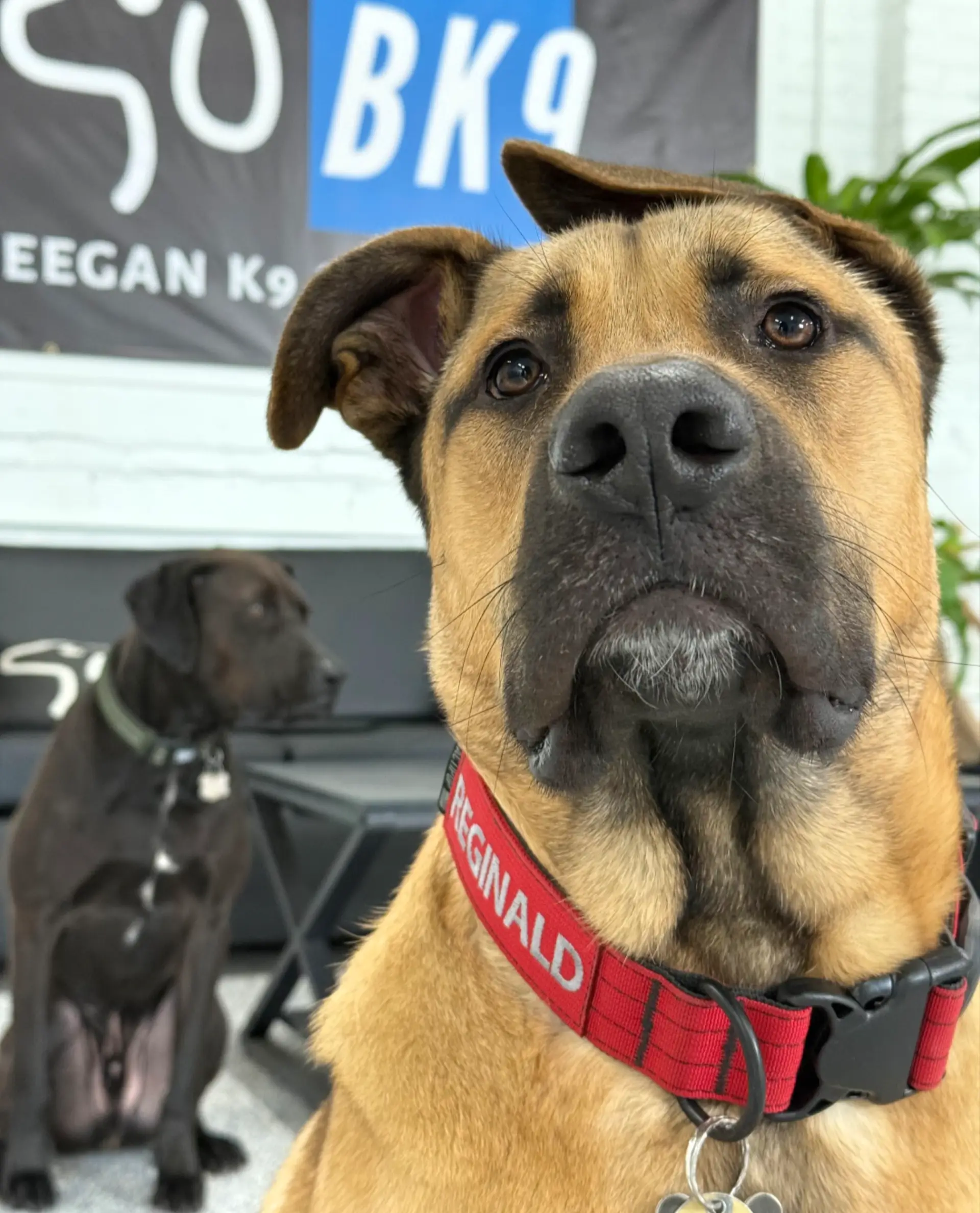 Just a couple of dogs at a time at Beegan K9, where the day is capped at 12 dogs