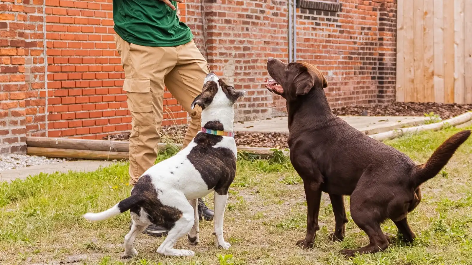 Caden Beegan, certified professional trainer, supervising a dog at Beegan K9 Cleveland