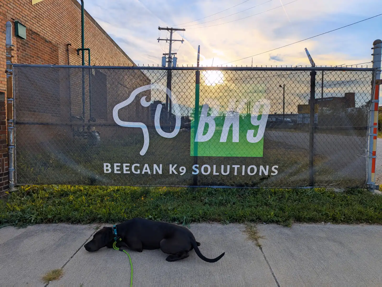 A dog resting calmly between play sessions at Beegan K9 dog daycare Cleveland