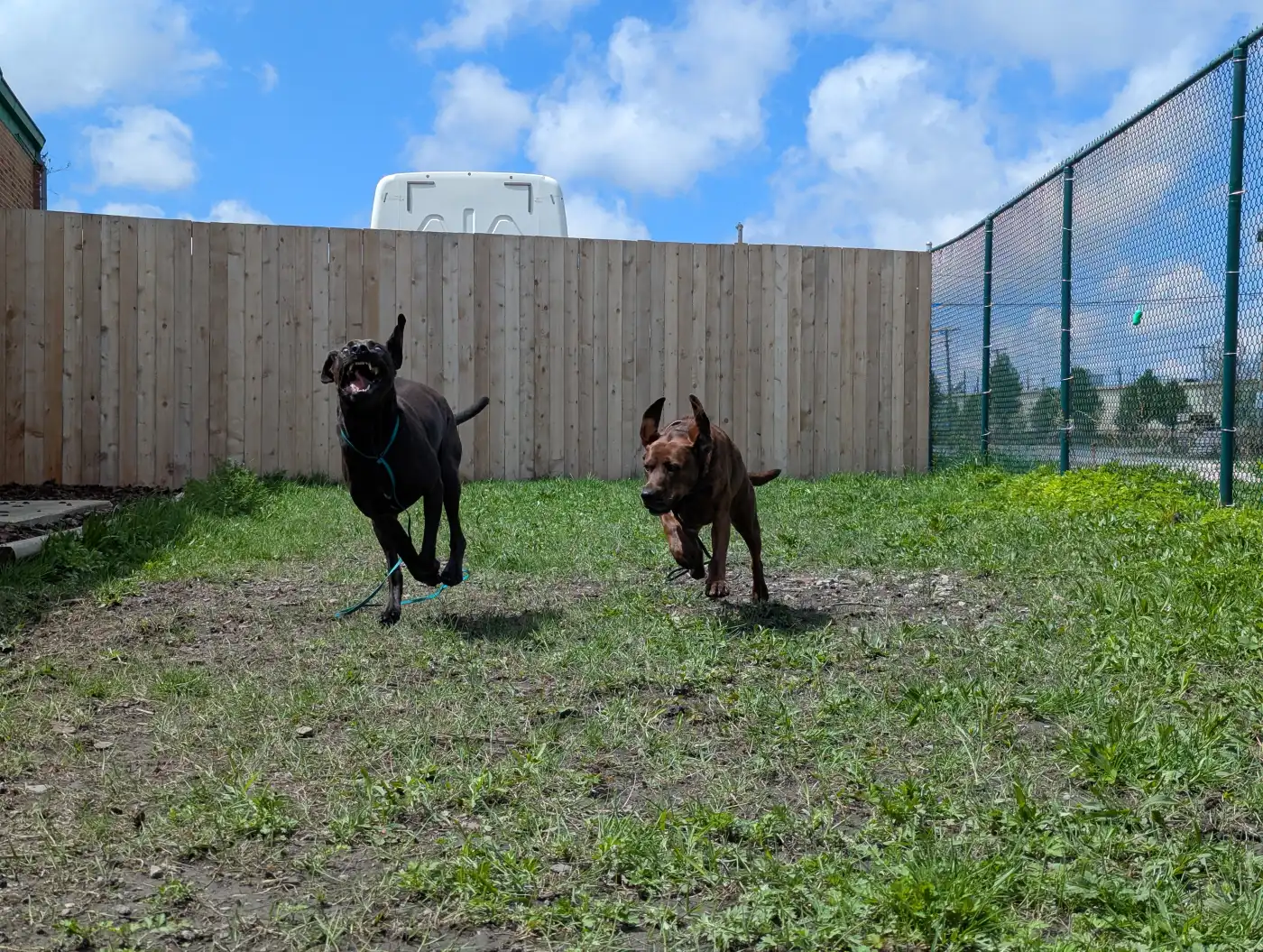 Two dogs in a small matched playgroup at Beegan K9 dog daycare Cleveland