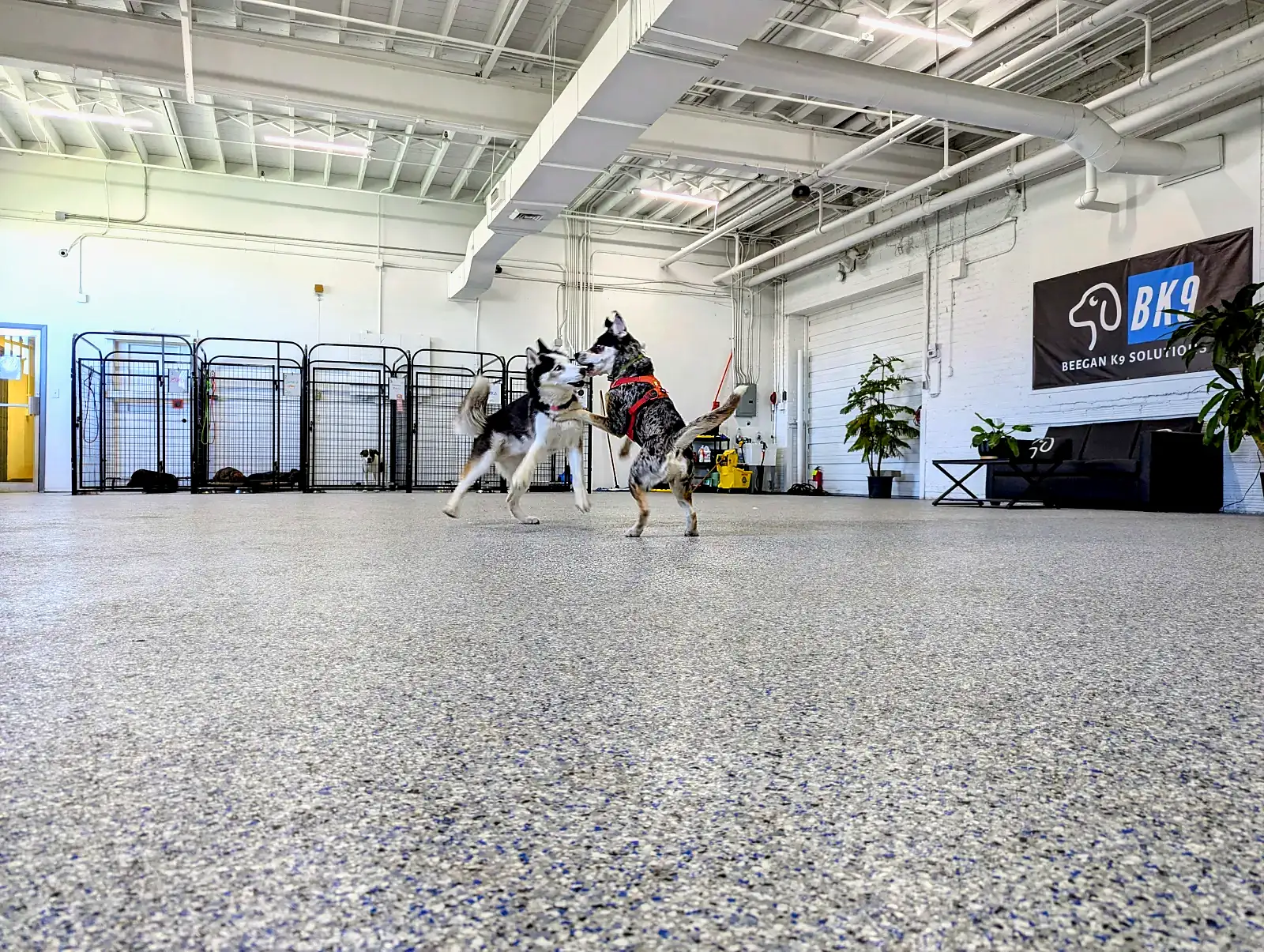 Indoor play space at Beegan K9 dog daycare Cleveland