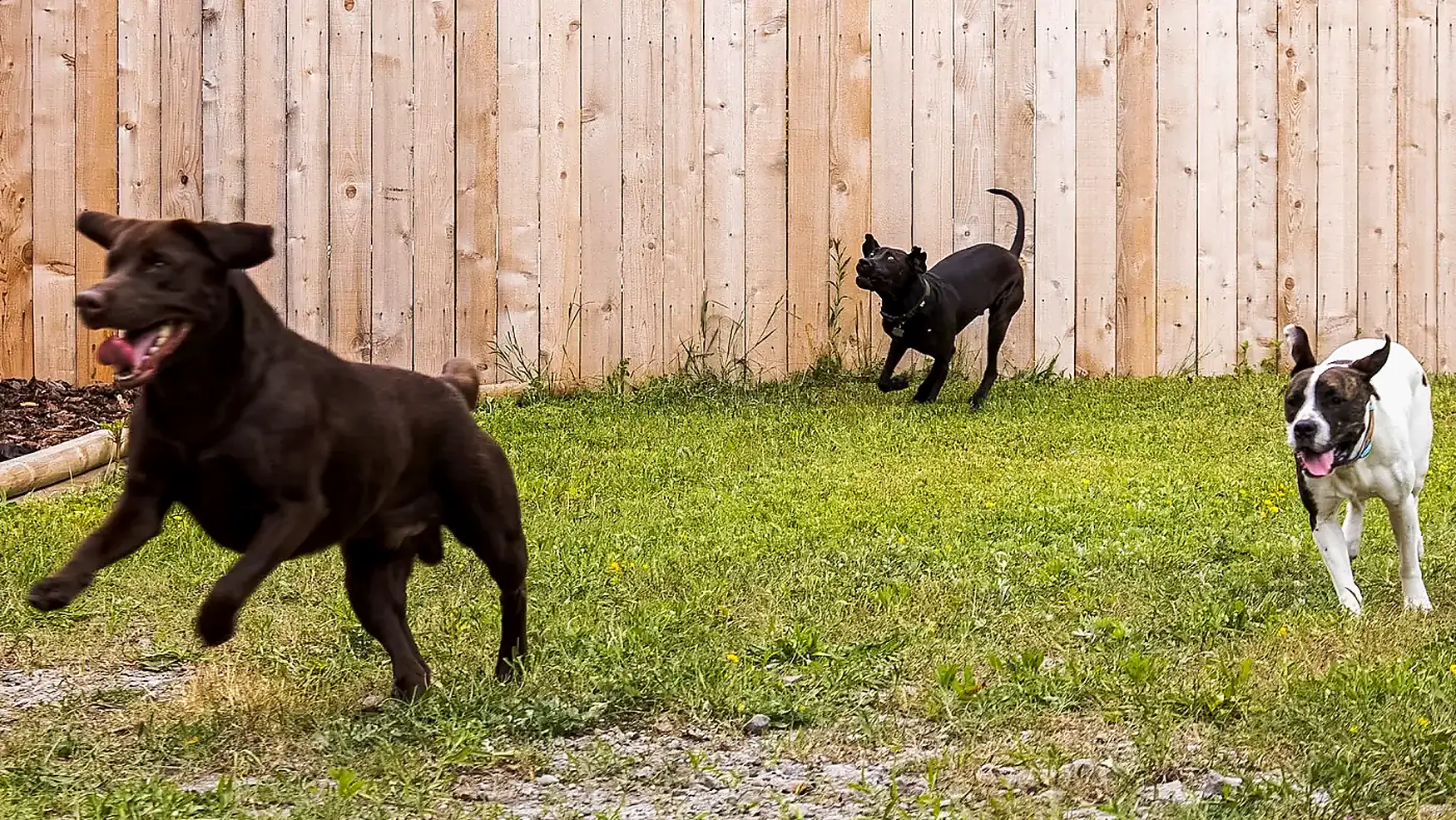 Outdoor yard at Beegan K9 dog daycare Cleveland