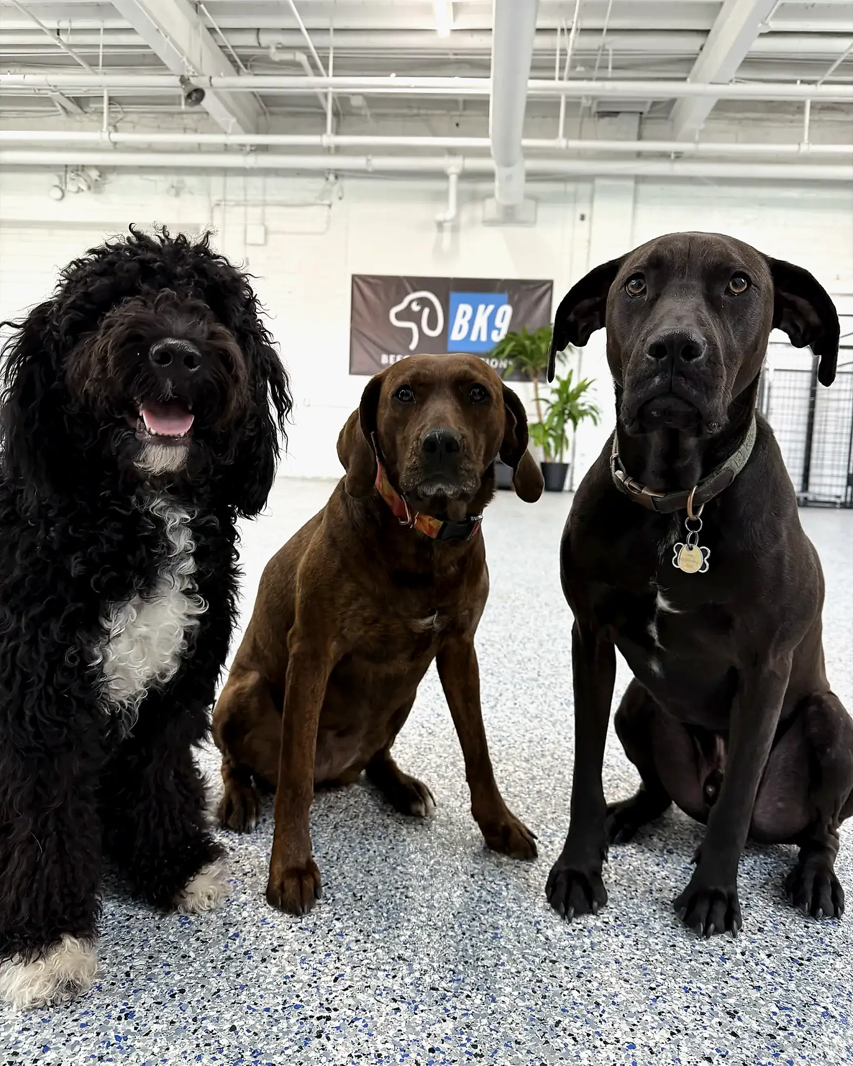 Featured dogs at Beegan K9 dog daycare in Cleveland