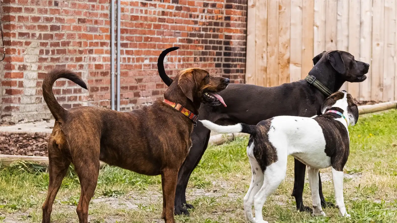 A matched playgroup of two to three dogs playing at Beegan K9 dog daycare Cleveland