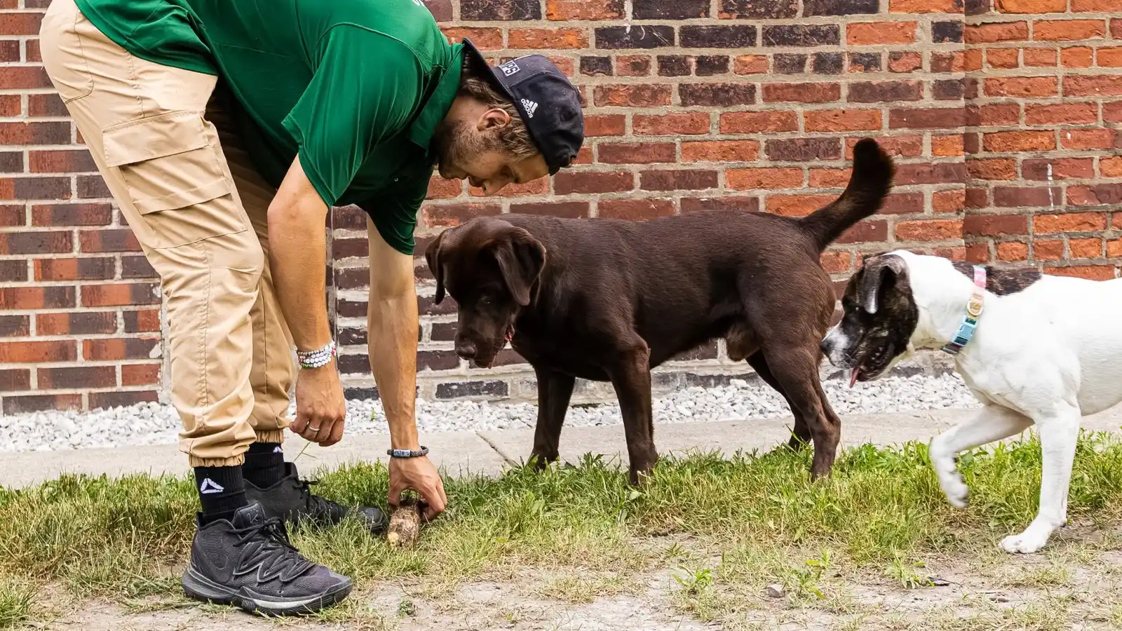 Certified trainer working with a dog at Beegan K9 Cleveland